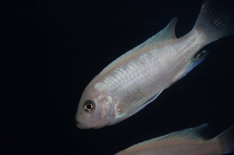 Maylandia callainos 'Ruarwe'